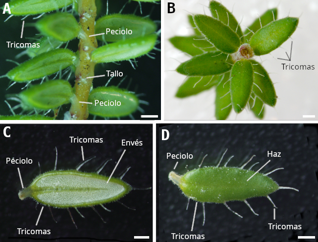 Leaves of Erica ciliaris