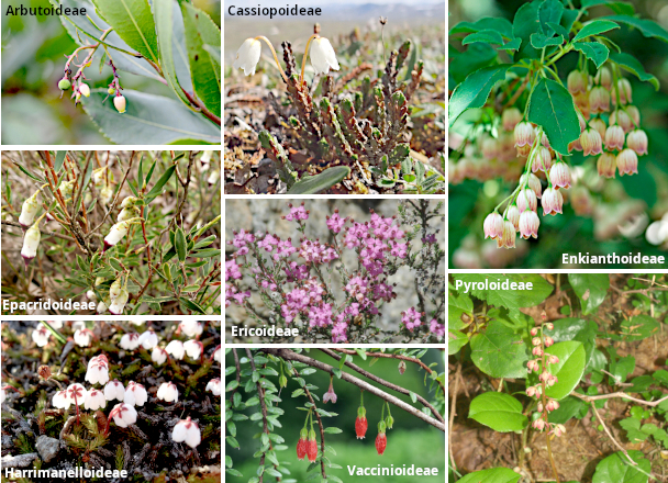 Subfamilias de Ericaceae