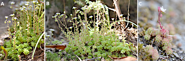 Sedum hirsutum